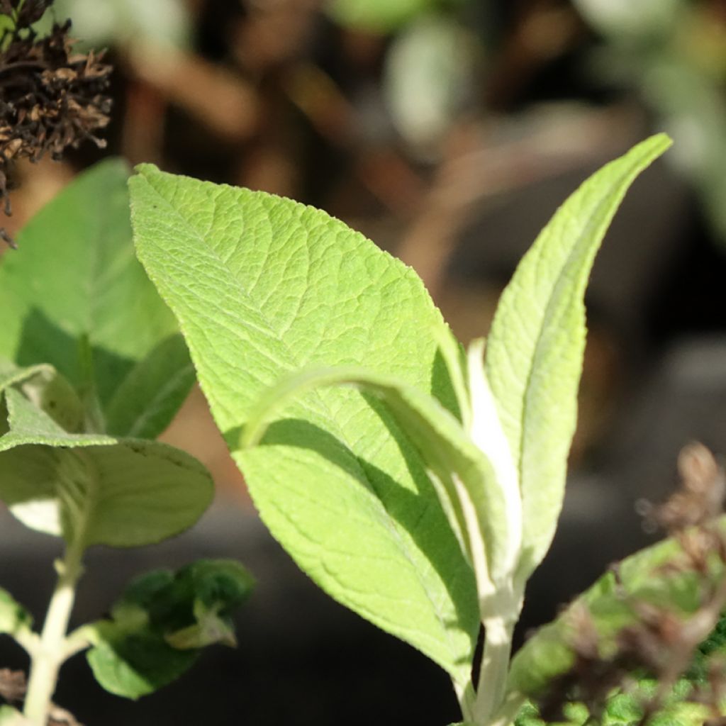 Budleia davidii Funky Fuchsia