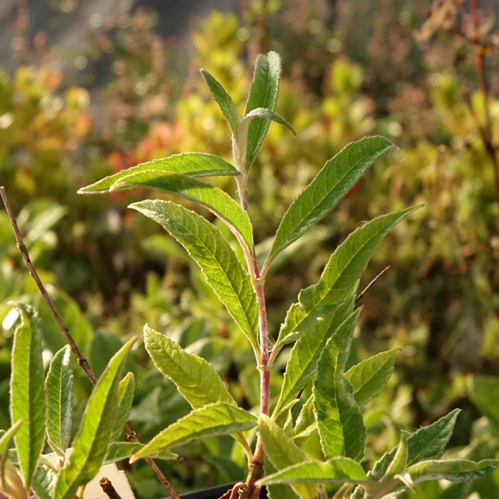 Budleia davidii Wisteria Lane