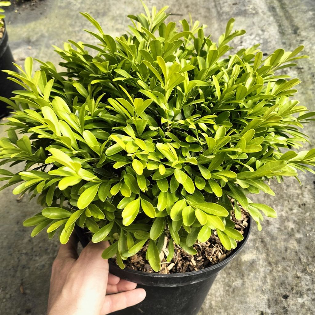 Buxus sinica var. insularis Mipo