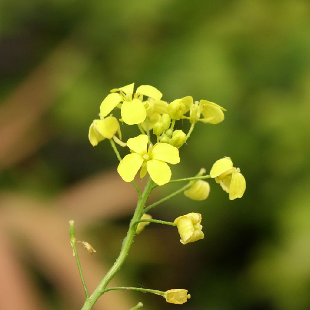 Bunias orientalis - Rúcula Oriental, Bunias Oriental