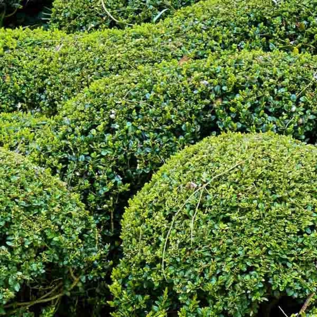 Buxus sempervirens - Buxo para bordaduras