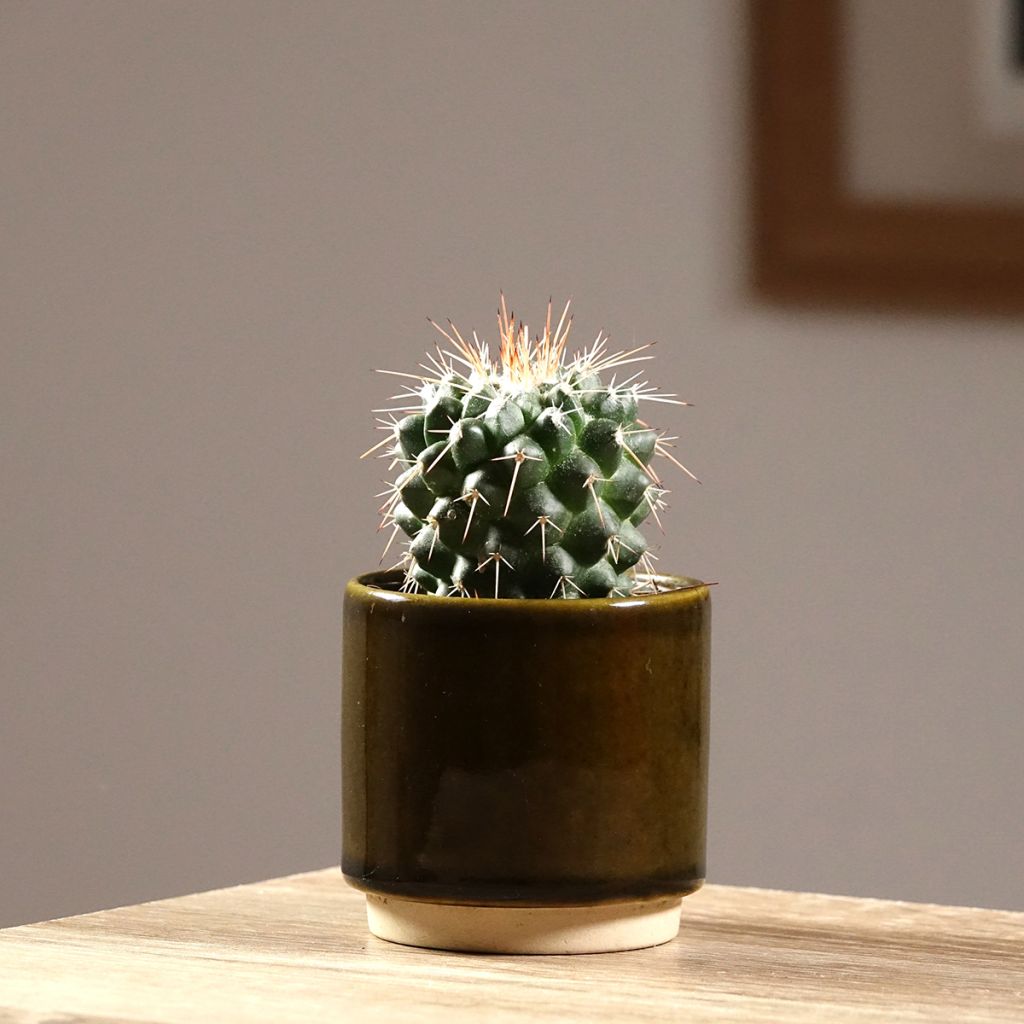 Mammillaria baxteriana - Cacto
