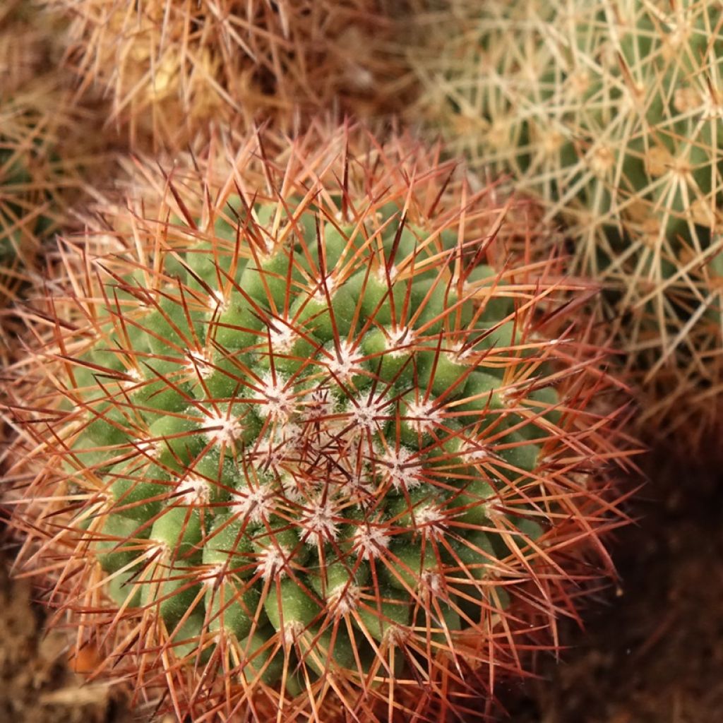 Mammillaria ernestii var. rubrispina