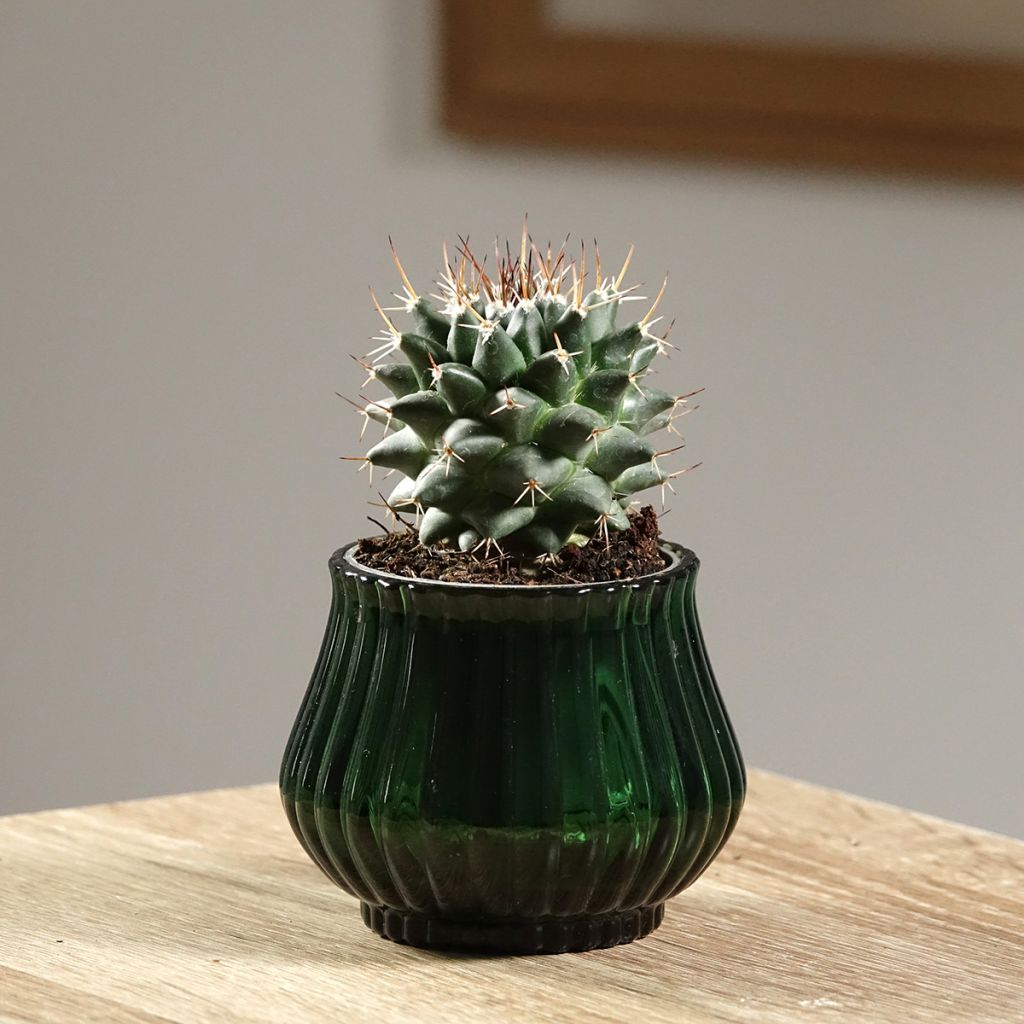 Cactus - Mammillaria nejapensis Silver Arrows