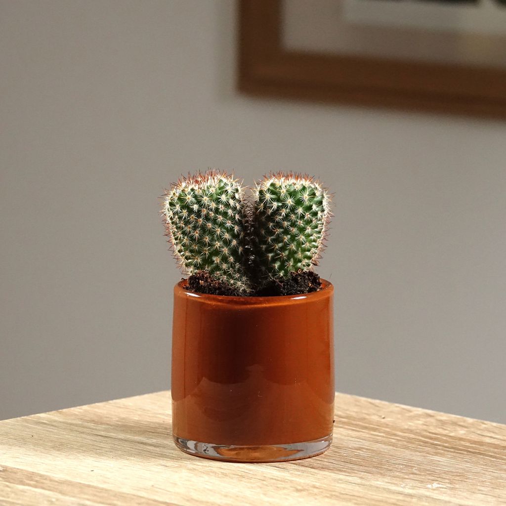 Cactus Mammillaria spinosissima f. rubrispina 