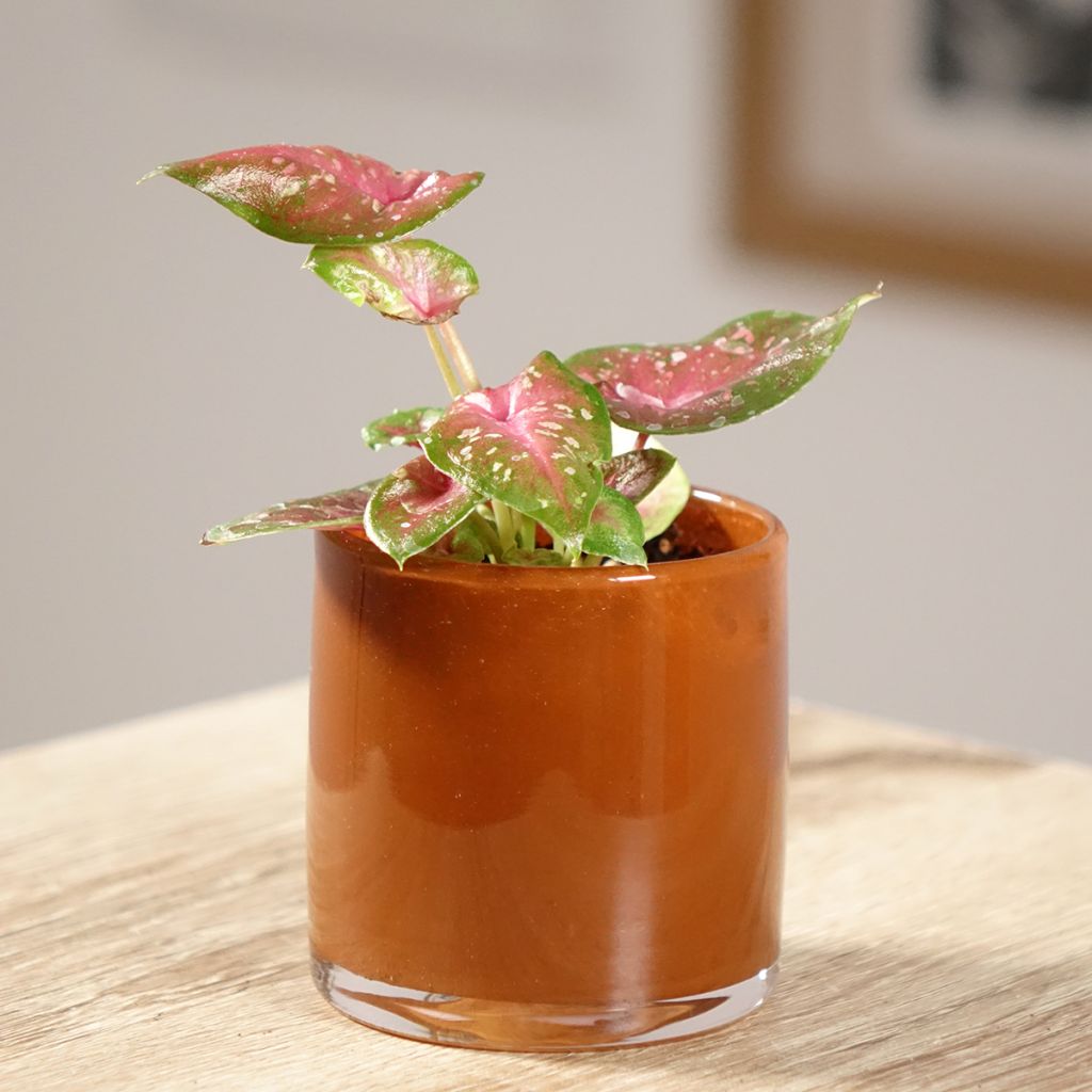 Caladium bicolor Casey