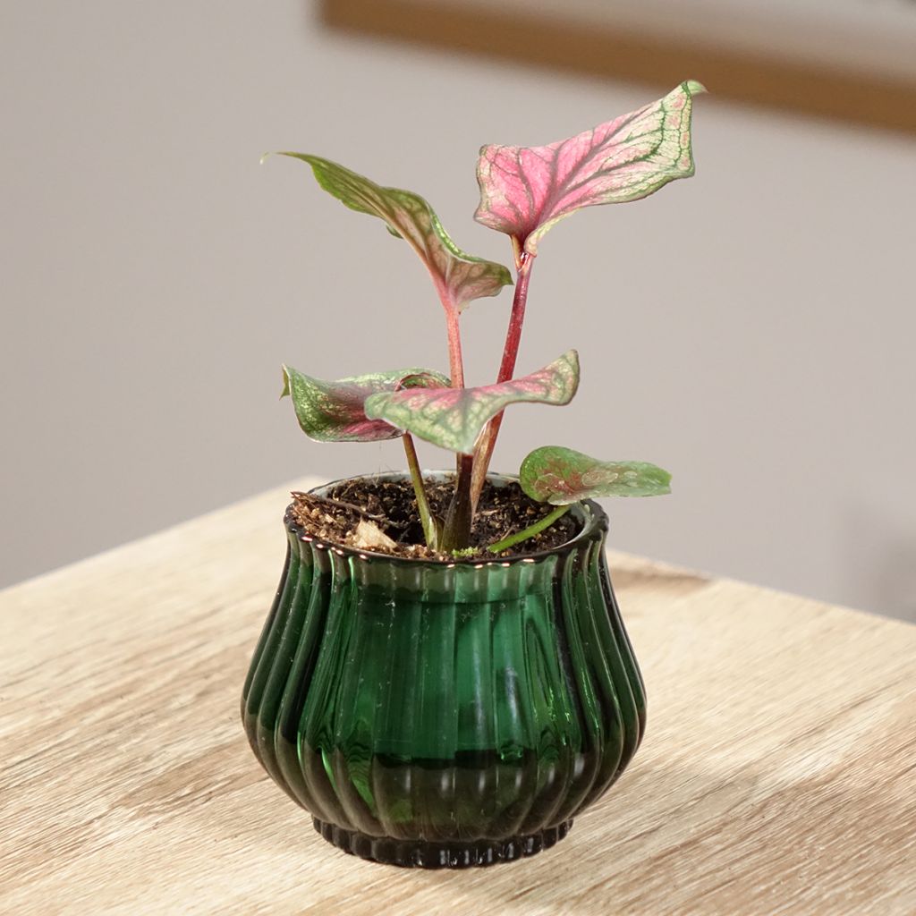 Caladium bicolor Lucia