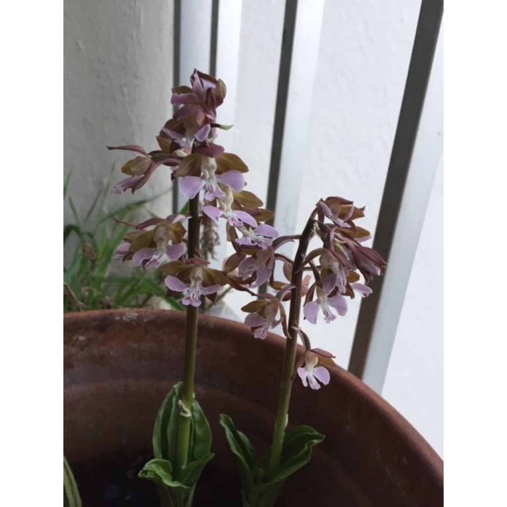 Calanthe discolor