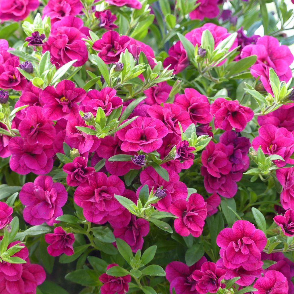 Calibrachoa Can-Can Rosies Pink - Mini-petúnia