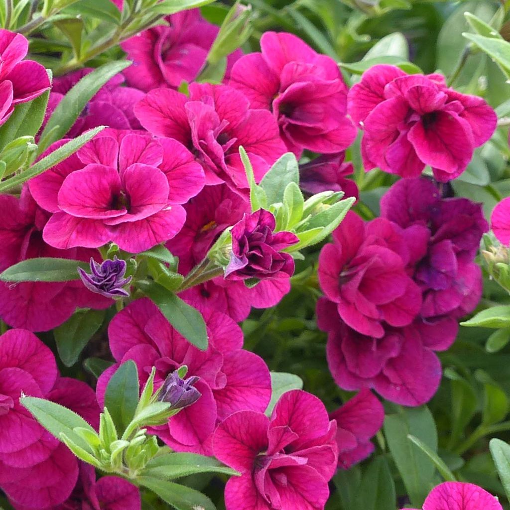 Calibrachoa Can-Can Rosies Pink - Mini-petúnia