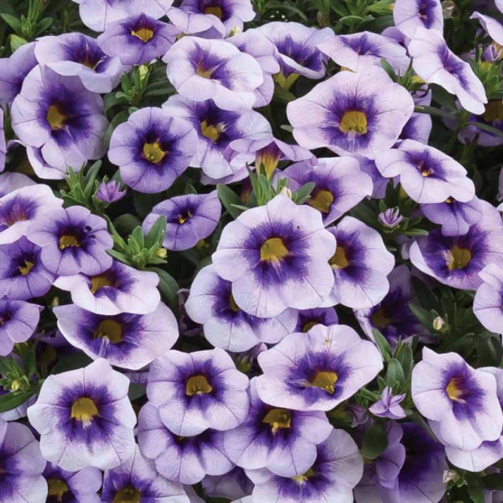 Calibrachoa Eyeconic Purple