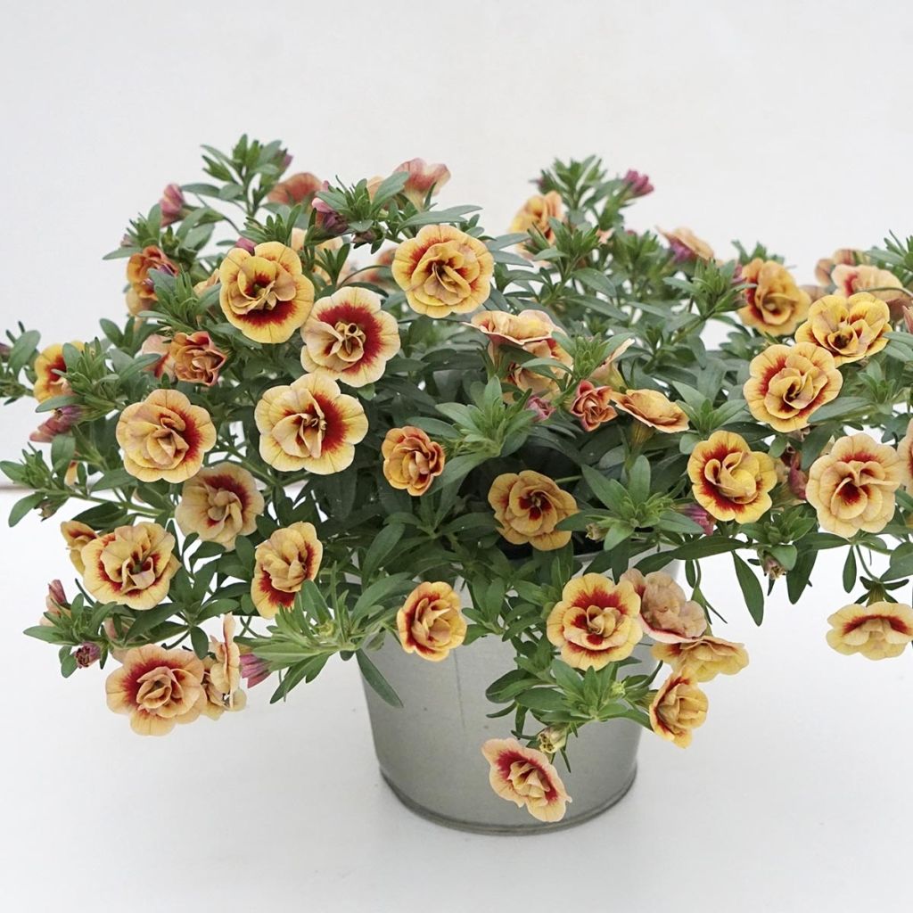 Calibrachoa Neo Double OrangeTastic