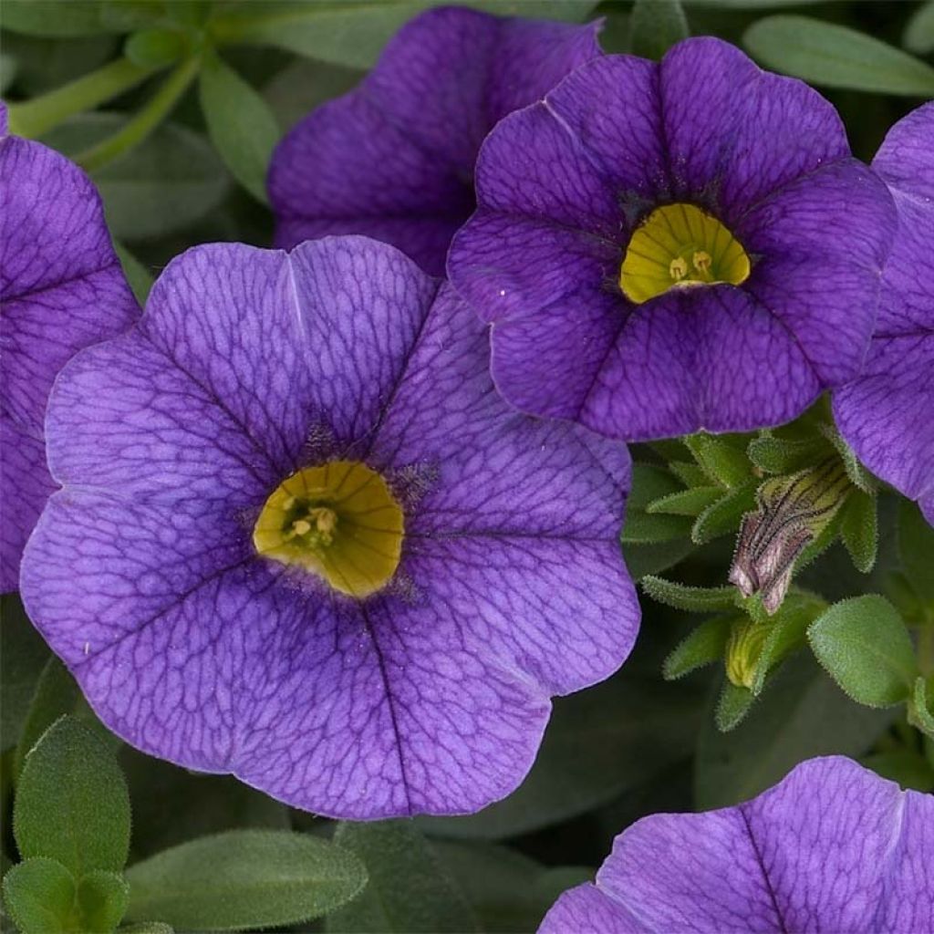 Calibrachoa Superbells Unique Blue Violet