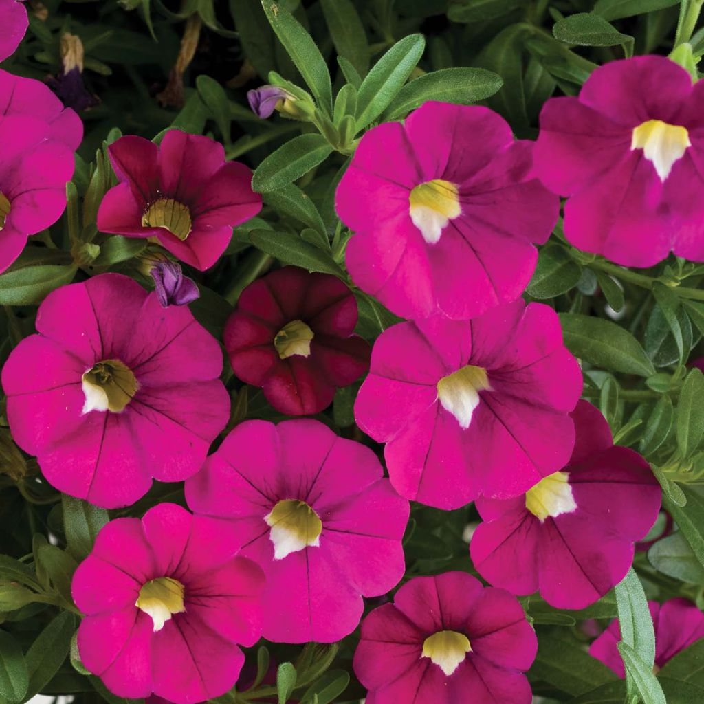 Calibrachoa Noa Dark Pink Carnival