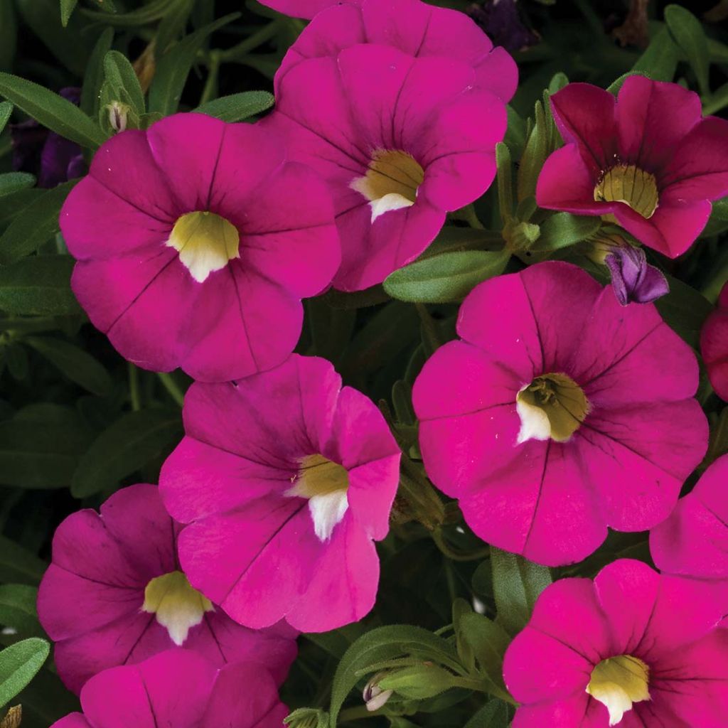 Calibrachoa Noa Dark Pink Carnival