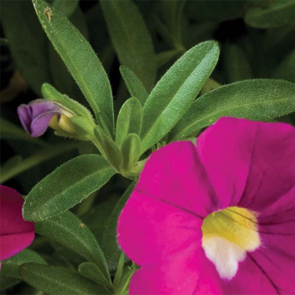 Calibrachoa Noa Dark Pink Carnival