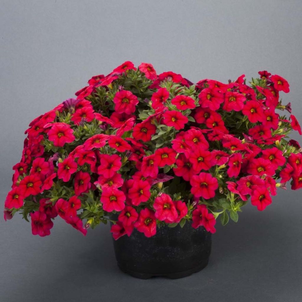 Calibrachoa Lia Dark Red