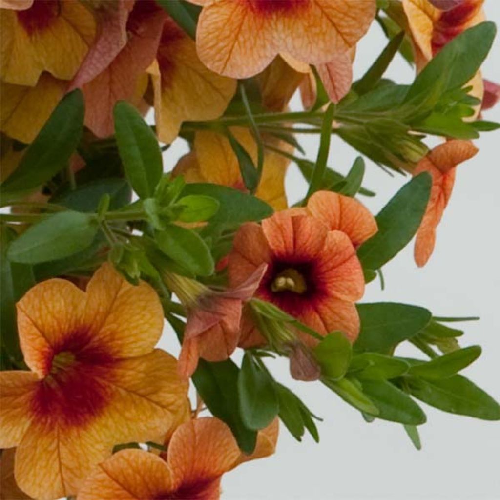 Calibrachoa Superbells Unique Mango Punch