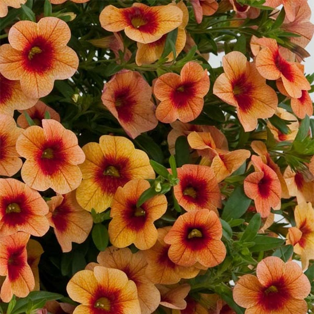 Calibrachoa Superbells Unique Mango Punch
