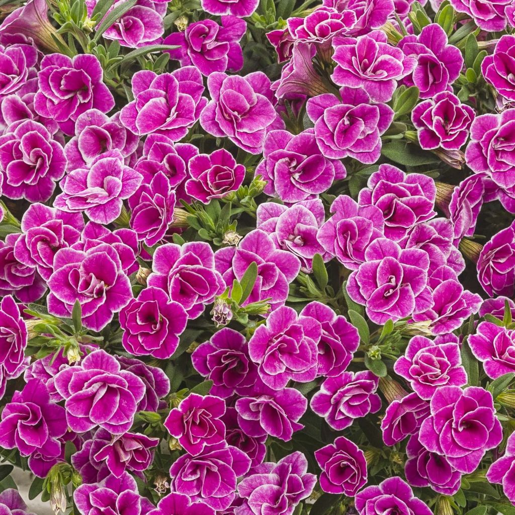 Calibrachoa Superbells Sweet Love