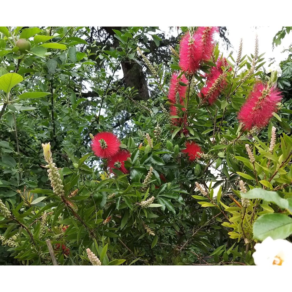 Callistemon citrinus Splendens