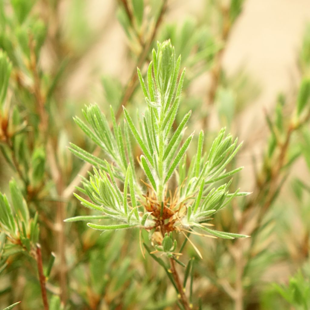 Callistemon pityoides Widdicomb Gem