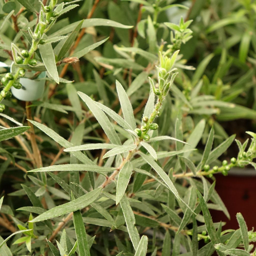 Callistemon viminalis Captain Cook