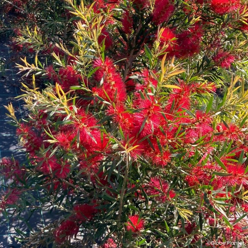 Callistemon Outback Flame - Escovilhão