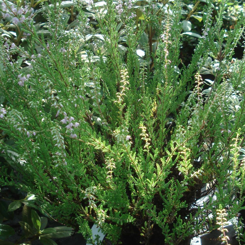 Calluna vulgaris Spring Torch