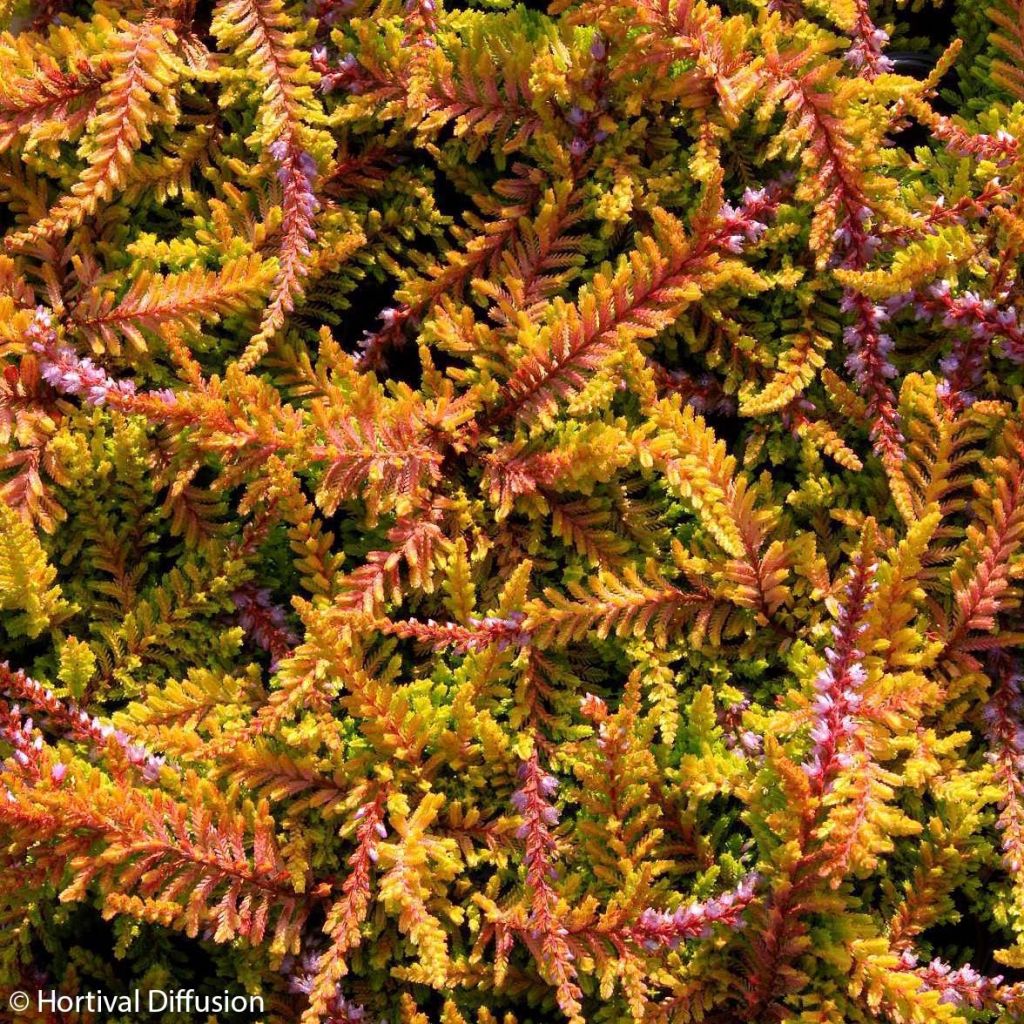 Calluna vulgaris Wickwar Flame