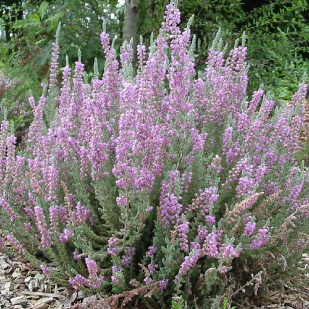 Calluna vulgaris Silver Knight