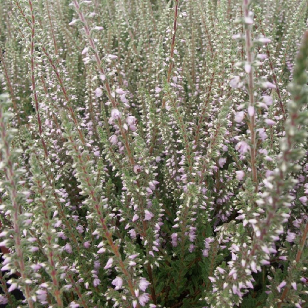 Calluna vulgaris Silver Knight