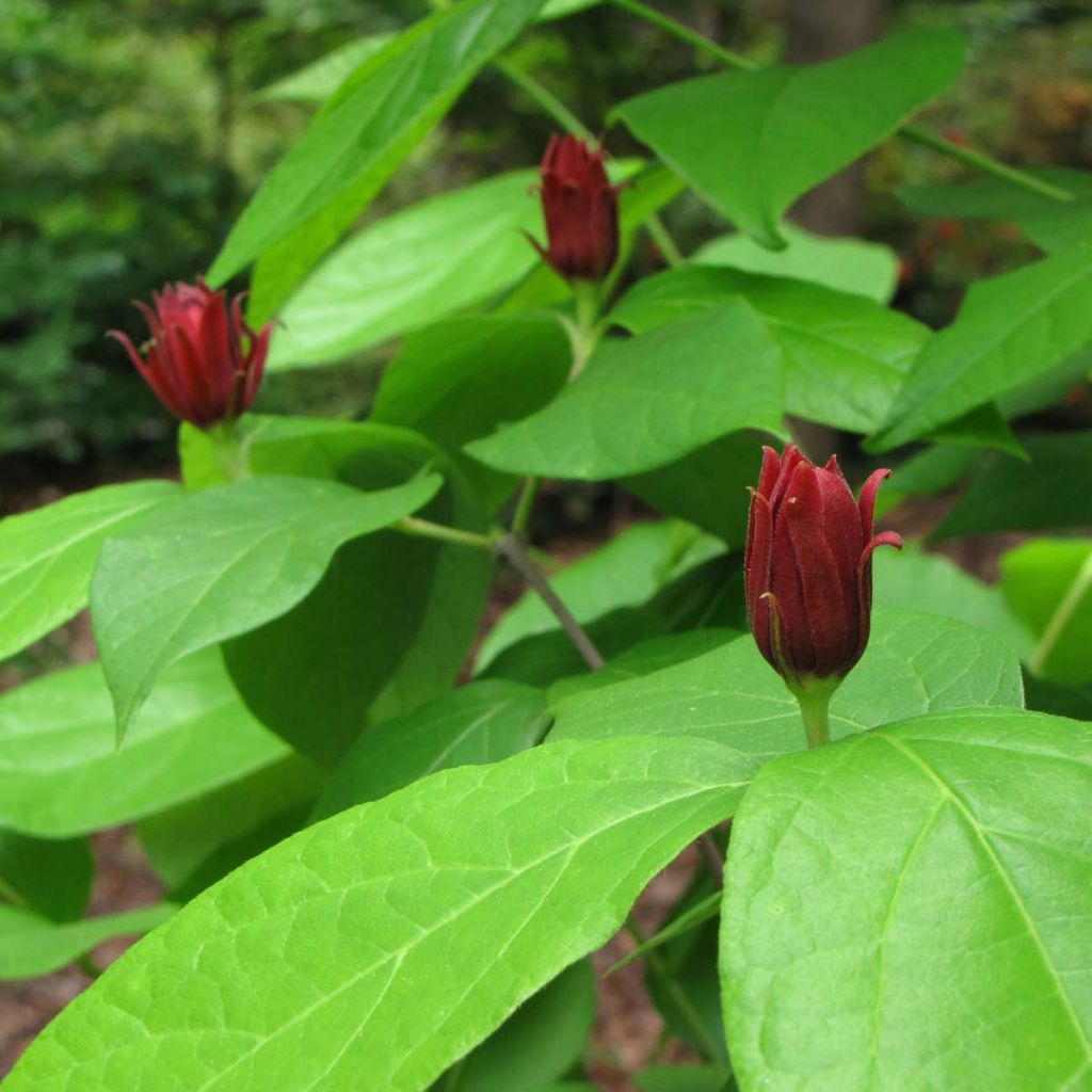 Calycanthus floridus