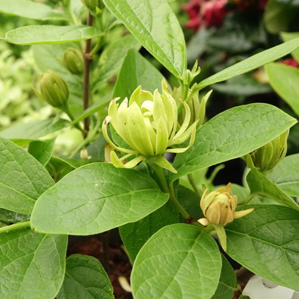 Calycanthus floridus Athens
