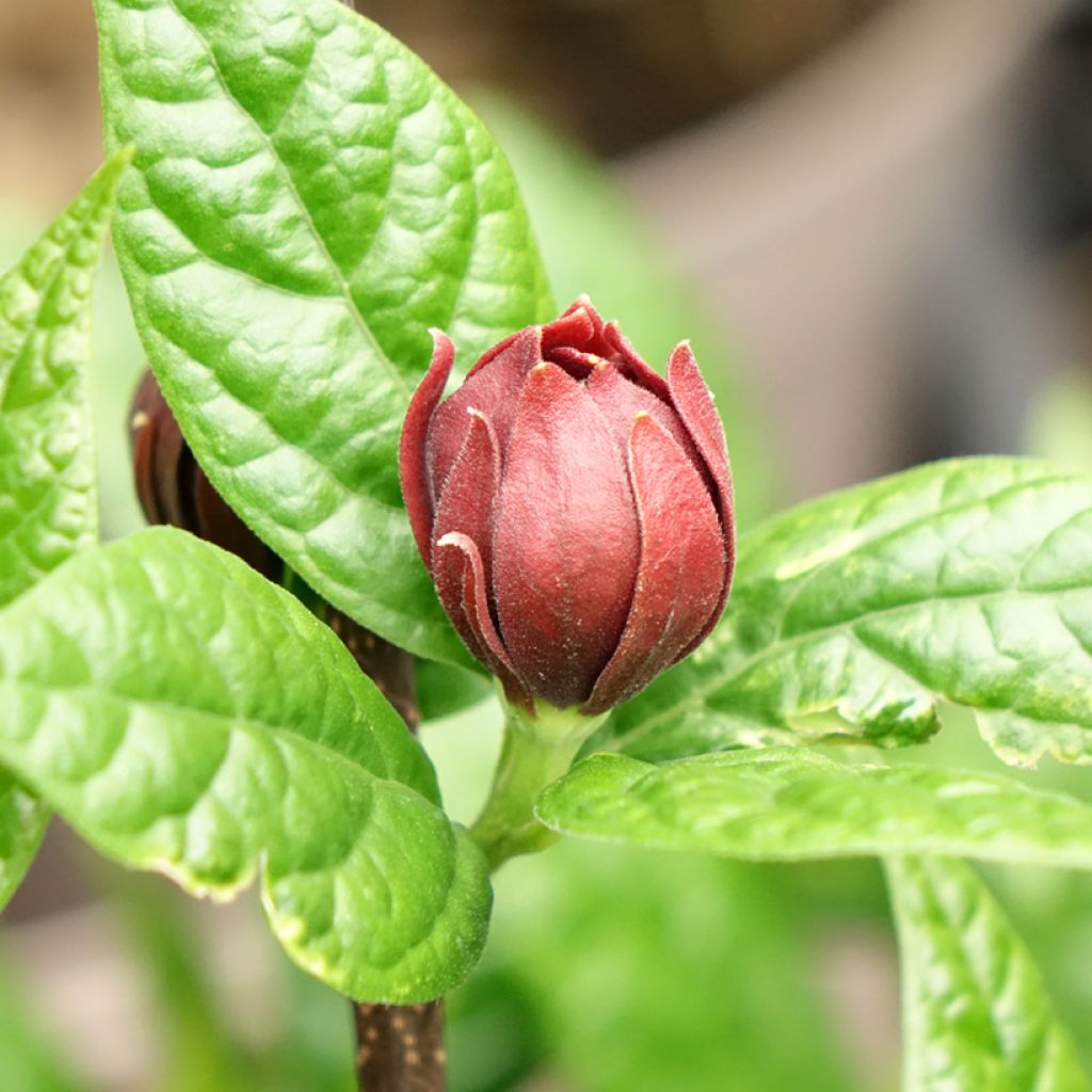Calycanthus floridus Michael Lindsay