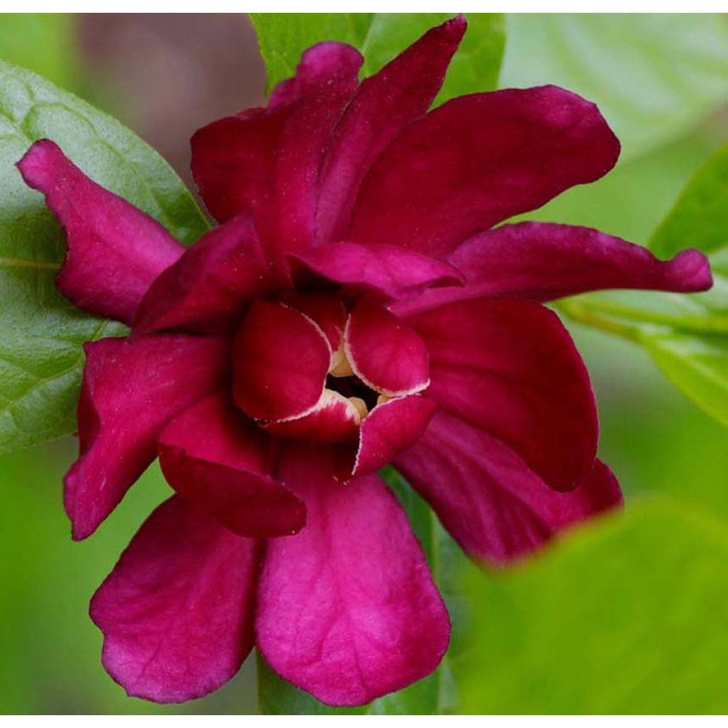 Calycanthus raulstonii Hartlage Wine