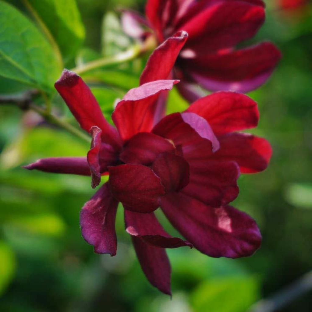 Calycanthus raulstonii Hartlage Wine