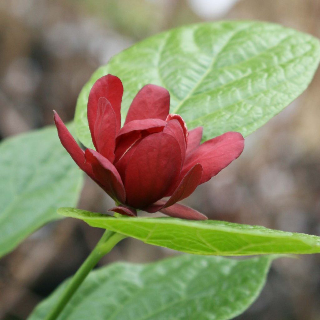 Calycanthus raulstonii Hartlage Wine