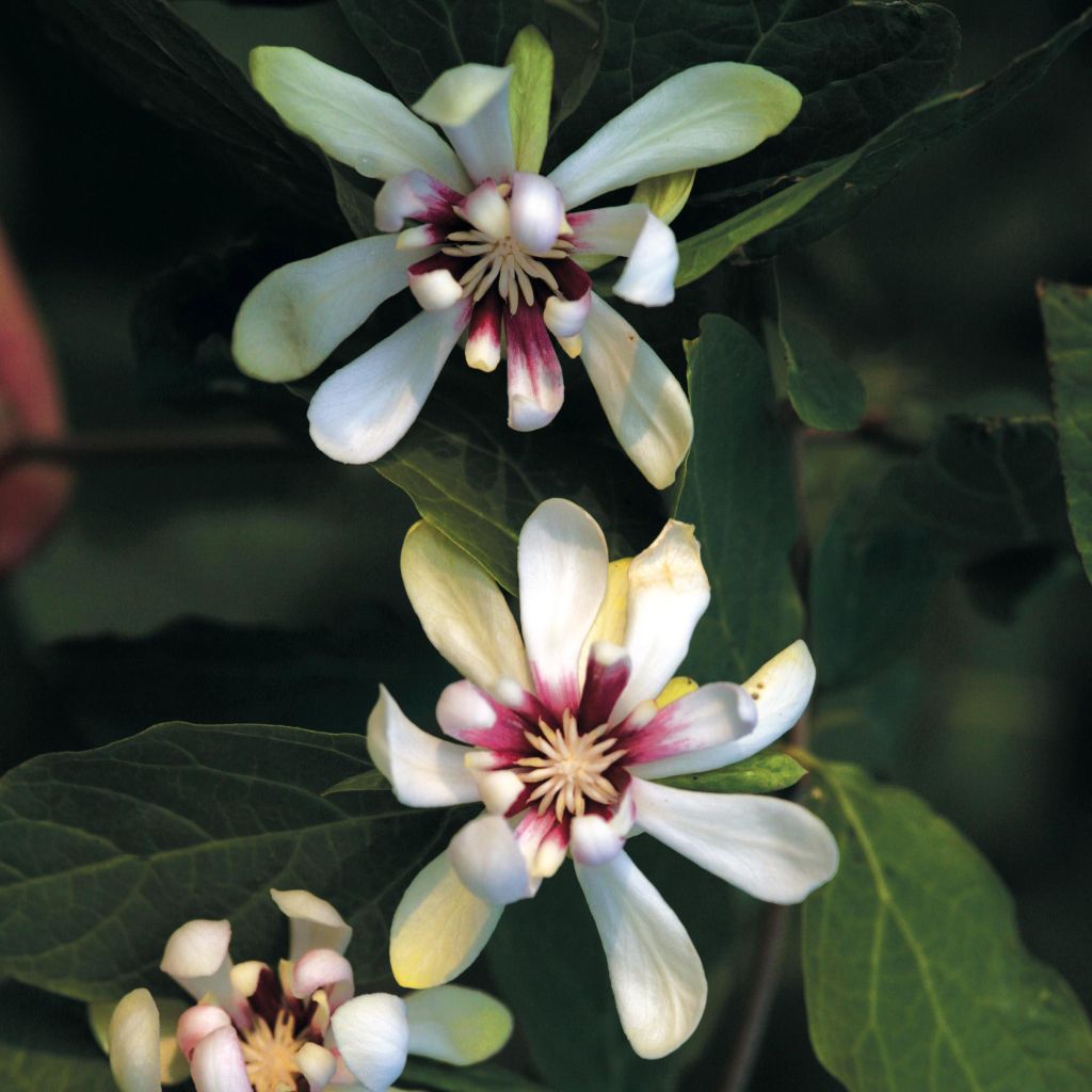 Calycanthus Venus