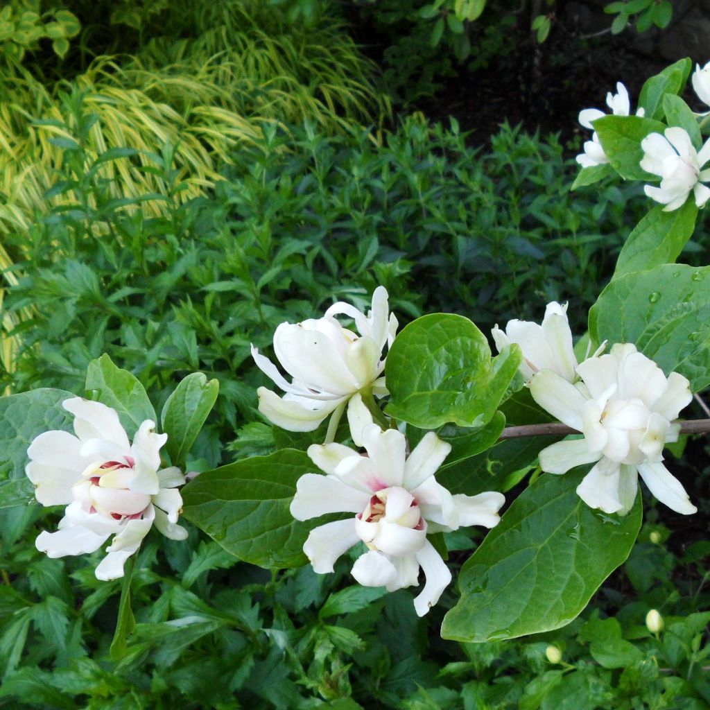 Calycanthus Venus
