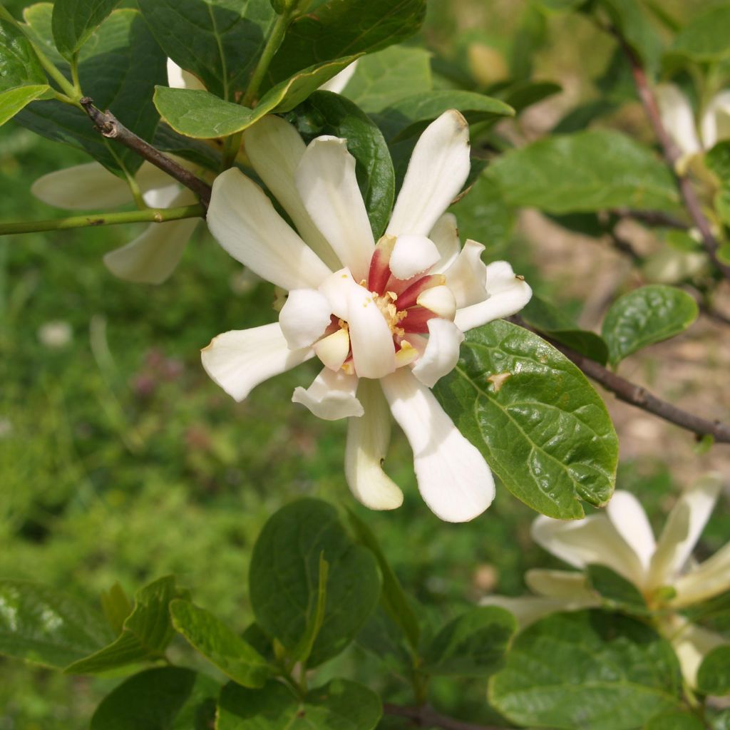 Calycanthus Venus