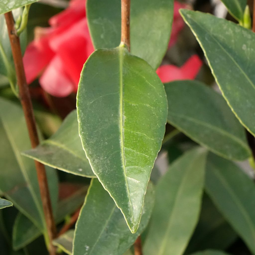 Camélia 1001 Summer Nights Jasmine