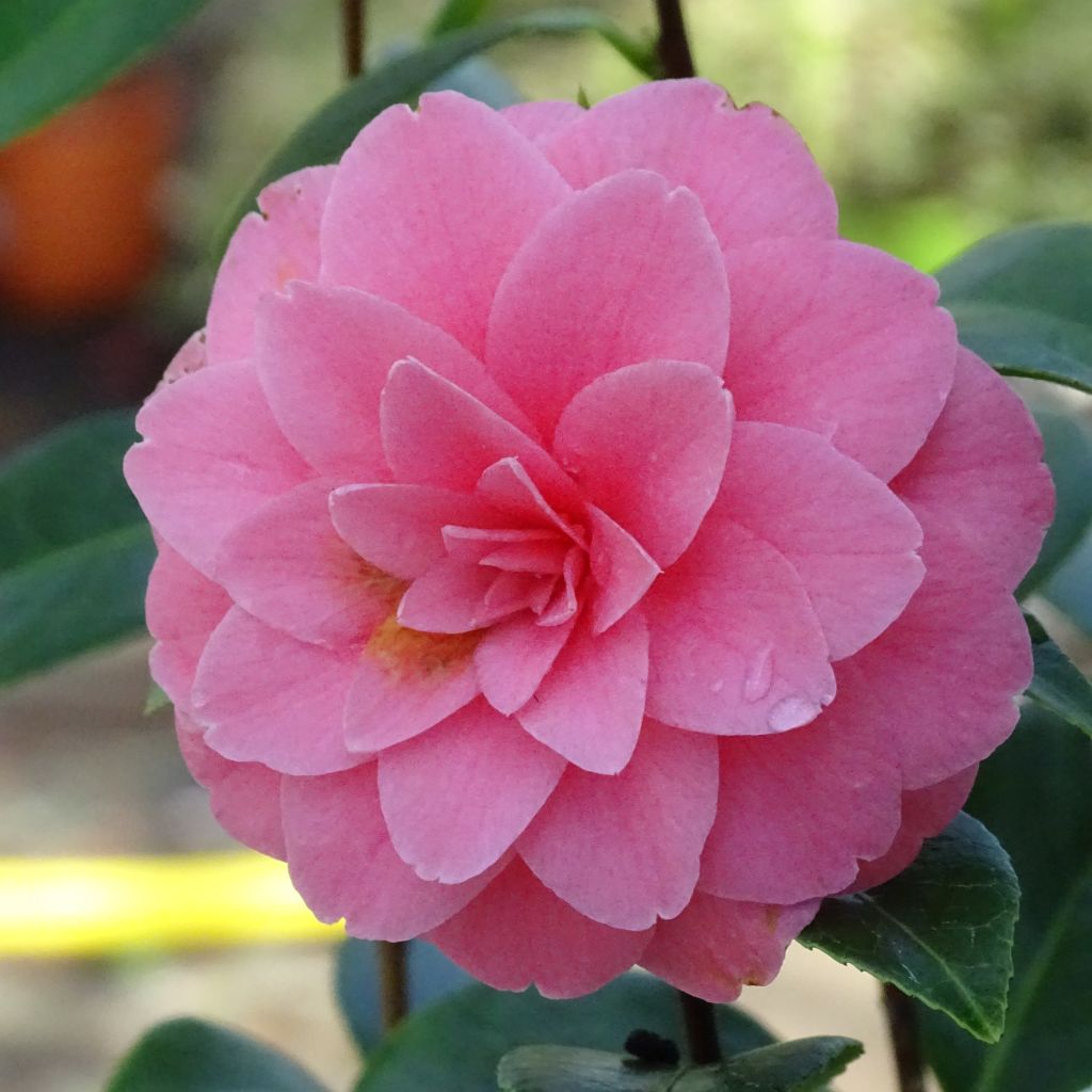 Camélia japonica Mrs Tingley