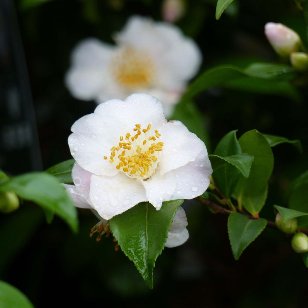 Camélia Cinnamon Scentsation