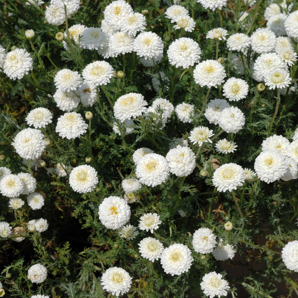 Chamaemelum nobile Ligulosum