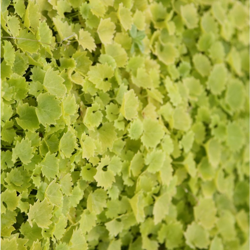 Campânula garganica Dickson s Gold