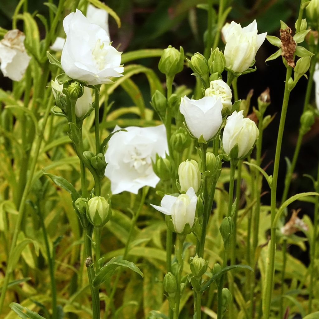 Campânula persicifolia La Bonne Amie - Campânula de folhas de pessegueiro