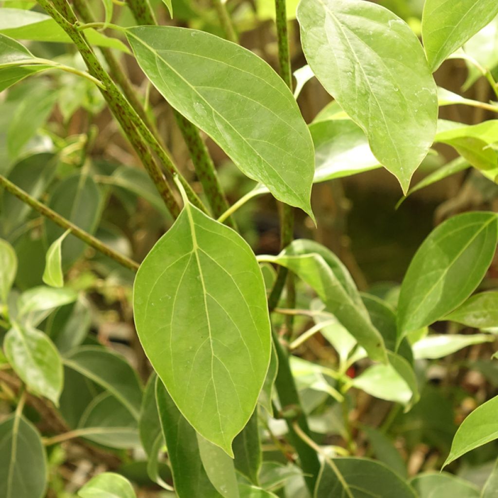 Cinnamomum camphora