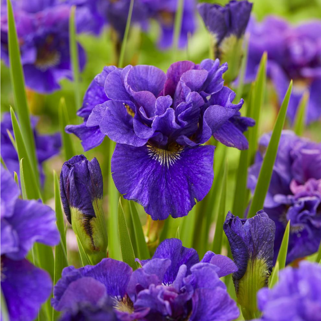 Iris sibirica Concord Crush