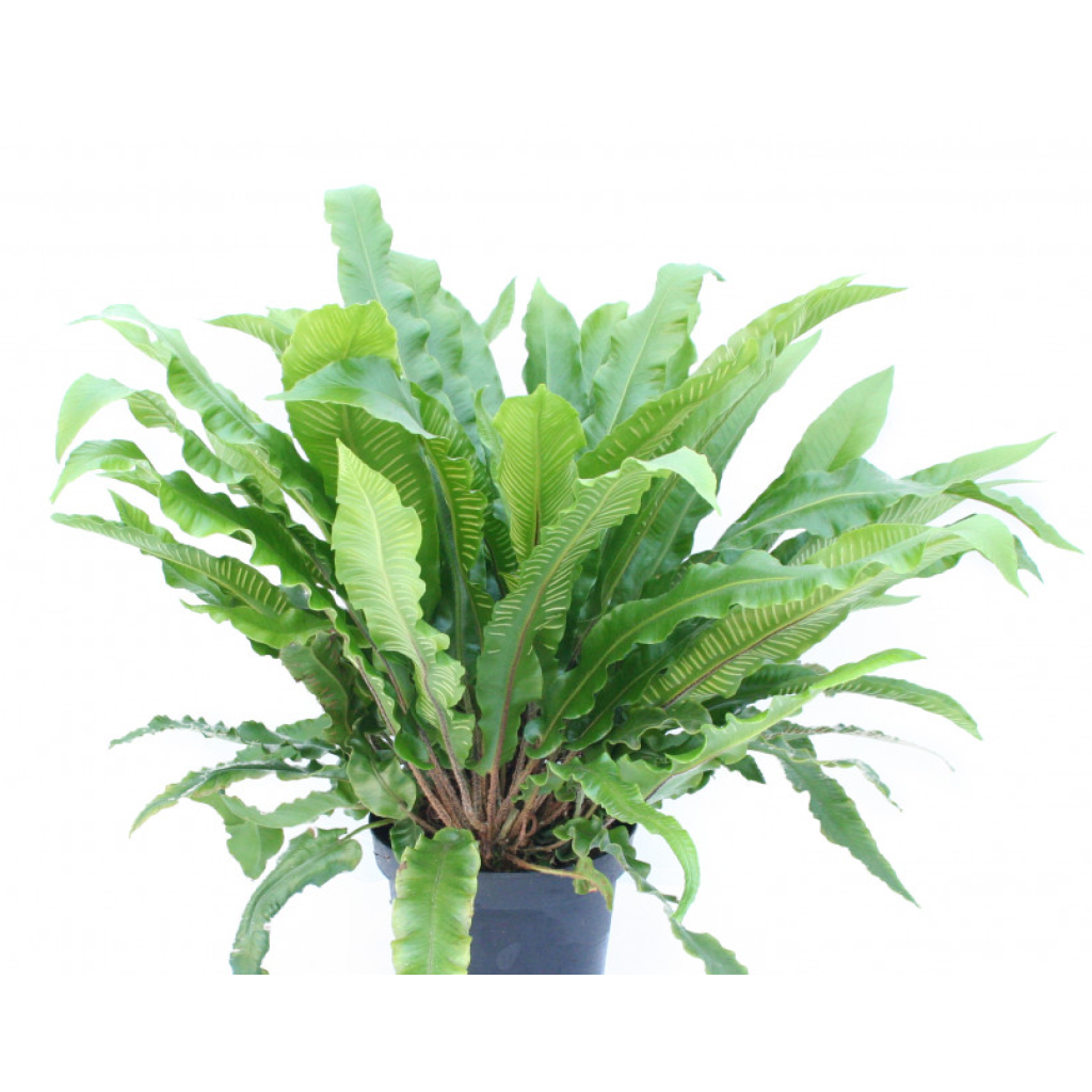 Phyllitis scolopendrium